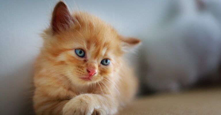 Confused Cat Owner? This Article Will Help!
