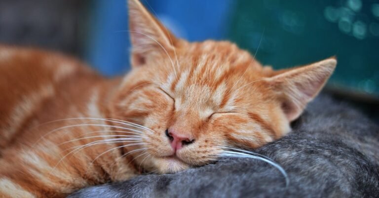 Racking Your Brain About Cat Care? These Tips Can Help!