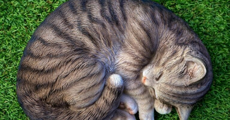 If You Own A Cat You Should Check This Out!