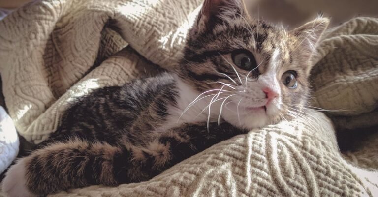 Easy To Understand Tips And Advice About Cats