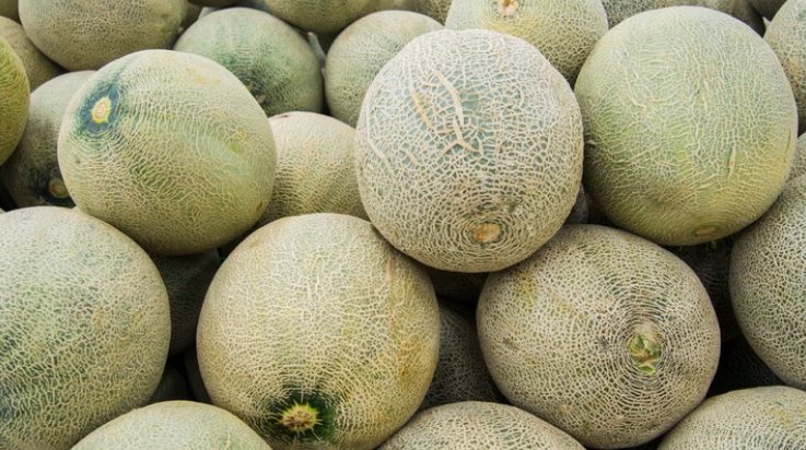 Choosing the Perfect Melon: A Guide to Picking the Best