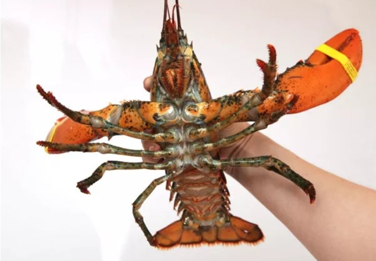 How to Choose, Store, and Cook Lobster Like a New Englander
